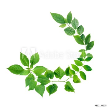 Picture of Green Leaves Border
